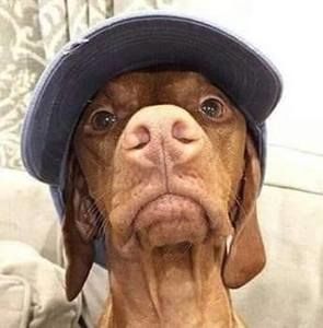 Meet your Posher, Gus